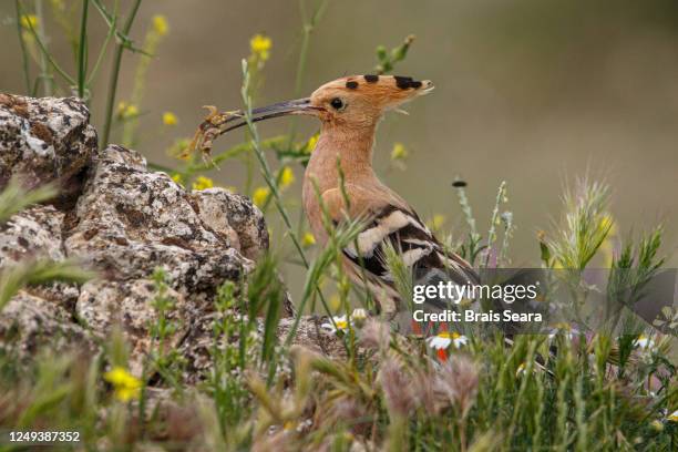 hoopoe (upupa epops) with food on beak. - scorpion nest stock pictures, royalty-free photos & images