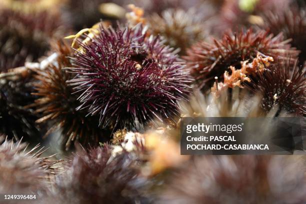 This photograph taken at the Ajaccio's fish market, on the French Mediterrean island of Corsica, on March 25, 2023 shows sea urchins.
