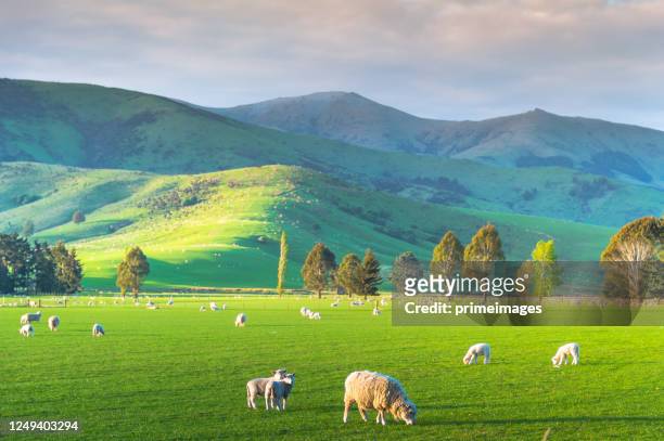 group of white sheep in south island new zealand with nature landscape background - otago stock pictures, royalty-free photos & images