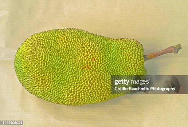 high angle view of a cempedak fruit or artocarpus integer, sabah, malaysian borneo - jackfruit foto e immagini stock