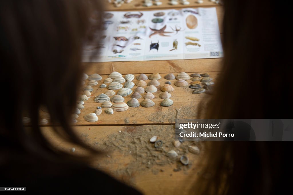 Shell Counting Bas Two women look at their shells during the Great Shell Counting Day on ...
