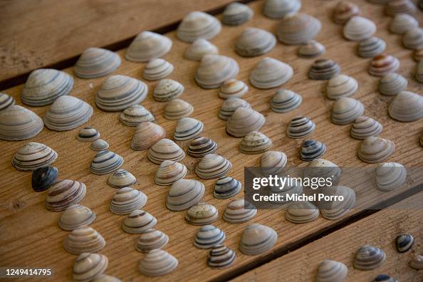 How Many Shells Sign Shells are lined up orderly during the Great Shell Counting Day on ...