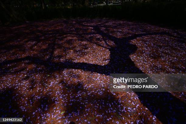 View of Jacaranda mimosifolia leaves on the ground of Alameda Central park, in Mexico city, on March 25, 2023. - Each spring, as Japanese celebrate...