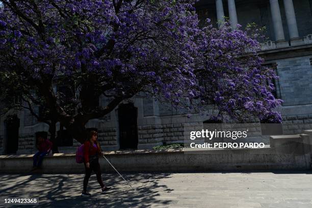 View of Jacaranda mimosifolia trees in the Alameda Central park in Mexico city, on March 25, 2023. - Each spring, as Japanese celebrate cherry...