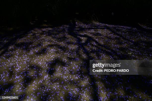 View of Jacaranda mimosifolia leaves on the ground of Alameda Central park, in Mexico city, on March 25, 2023. - Each spring, as Japanese celebrate...