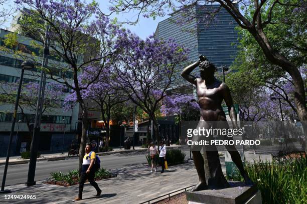 View of Jacaranda mimosifolia trees in the Alameda Central park in Mexico city, on March 25, 2023. - Each spring, as Japanese celebrate cherry...