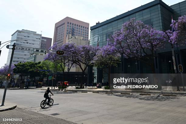 View of Jacaranda mimosifolia trees in Mexico city, on March 25, 2023. - Each spring, as Japanese celebrate cherry blossom season, Mexicans enjoy...