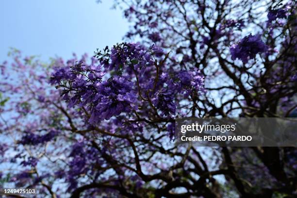 View of Jacaranda mimosifolia trees in the Alameda Central park in Mexico city, on March 25, 2023. - Each spring, as Japanese celebrate cherry...