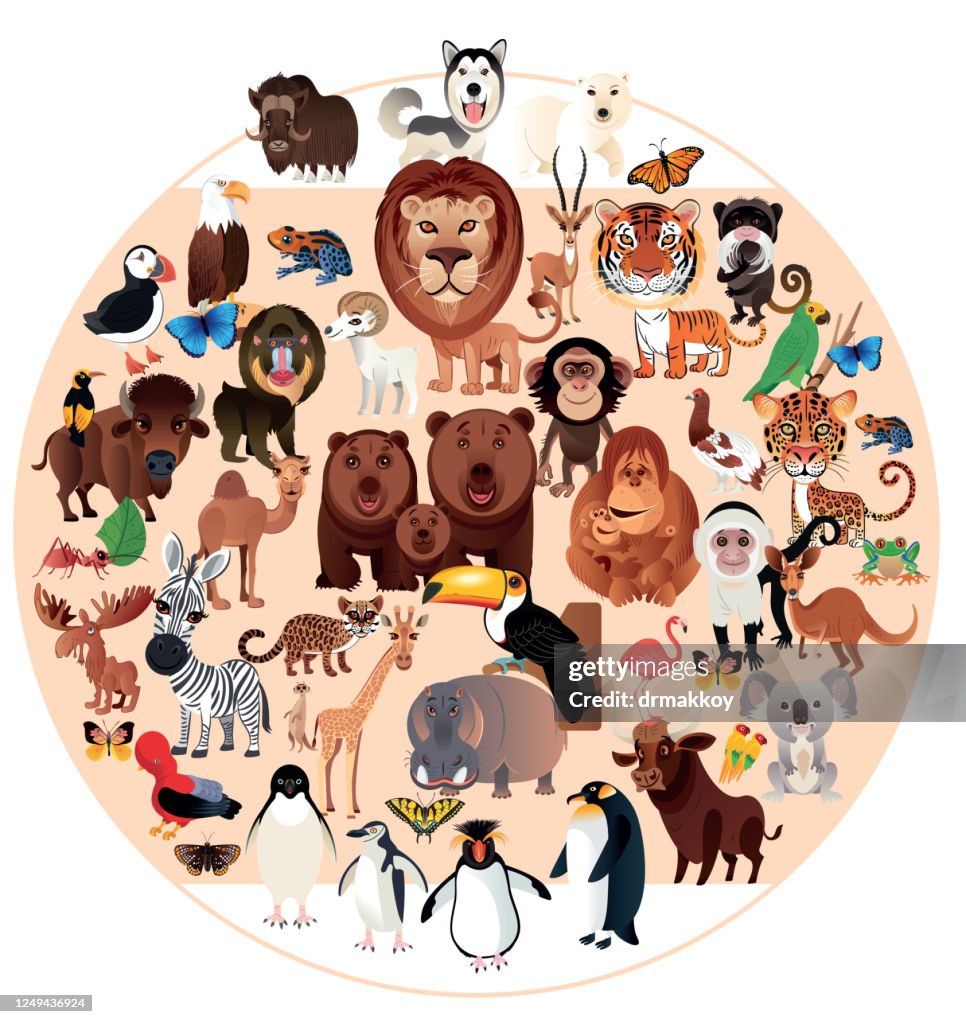 Animals