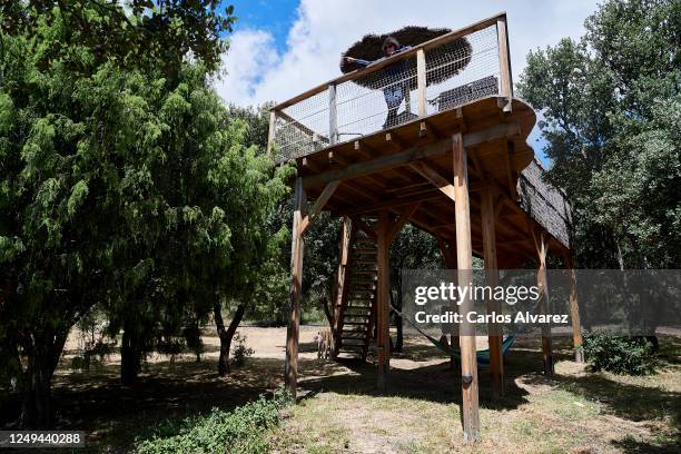 Couple enjoy a weekend in a treehouse at the Monte Holiday campsite on June 13, 2020 in Gargantilla de Lozoya y Pinilla de Buitrago, Spain. The...