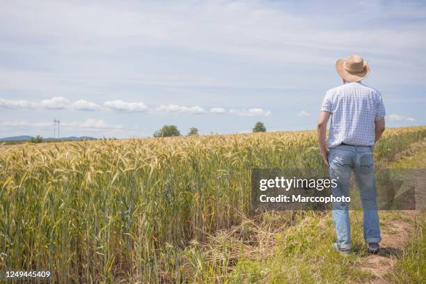 adult farmer wearing cowboy hat standing nest to his abundant, ripe, golden color wheat agricultural field - cowboy hat stock pictures, royalty-free photos & images