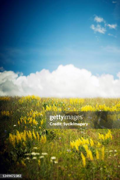 yellow lupine wildflower meadow and clouds in sky - oregon wilderness stock pictures, royalty-free photos & images
