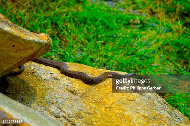 copperhead snake in pennsylvania - copperhead 個照片及圖片檔