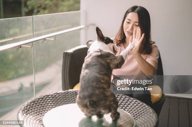 一個亞洲 中國 美麗的 女人 寵物 主人 給她的法國鬥牛犬在陽臺上治療訓練 - chinese bulldog 個照片及圖片檔