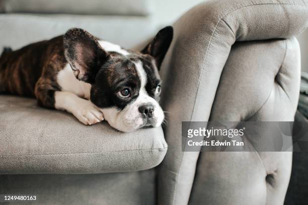 un bulldog francés aburrido acostado y descansando en el sofá mirando al aire libre - perro fotografías e imágenes de stock