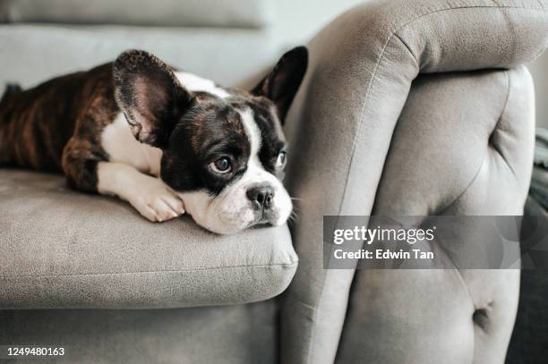13 142点のフレンチブルドッグのストックフォト Getty Images 13 142点のフレンチブルドッグのストックフォト Getty Images