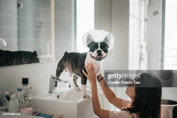 一個亞洲的中國寵物主人準備她的法國鬥牛犬洗澡和海灣與淋浴帽的頭上 - chinese bulldog 個照片及圖片檔