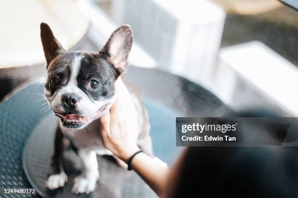 an asian chinese beautiful woman pet owner giving training to her french bulldog at balcony with treat with personal preservative - chinese bulldog stock pictures, royalty-free photos & images