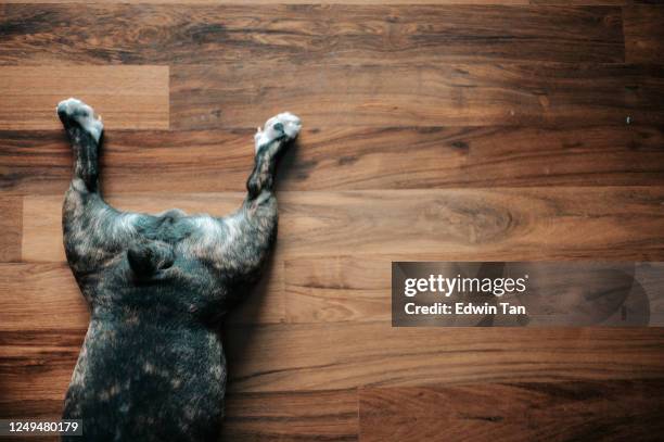 eine französische bulldogge beine und kurzen schwanz auf dem holzboden direkt darüber liegen - laminat stock-fotos und bilder