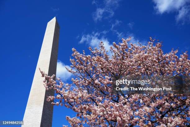 Cherry Blossoms begin to bloom along the Tidal Basin in Washington, DC on March 19, 2023.