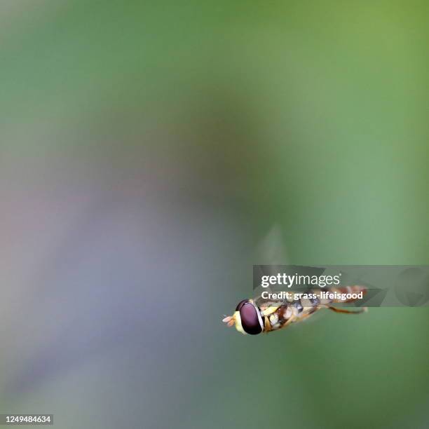 hover fly in high speed flight - hoverfly stock pictures, royalty-free photos & images