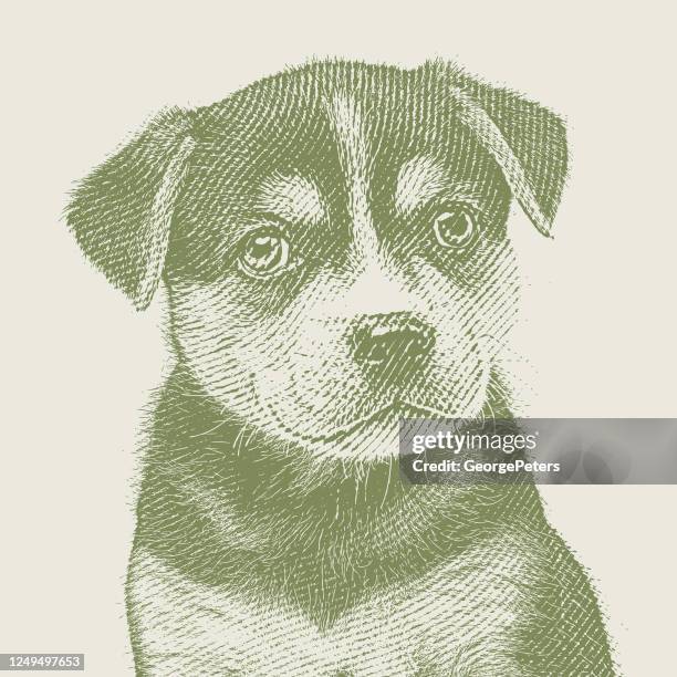 ilustraciones, imágenes clip art, dibujos animados e iconos de stock de cachorro de raza mixta beagle husky con la esperanza de ser adoptado - husky