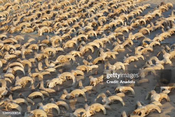 View of over 2.000 mummified ram heads dating from the Ptolemaic period and a palatial Old Kingdom after being found in the Temple of Pharaoh Ramses...