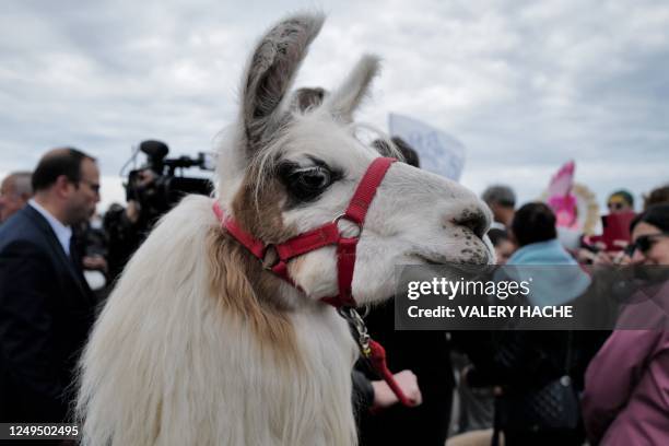 Lama stands on the "Promenade des Anglais" during the second edition of "La Marche des Animaux" (The Animals' Walk" on the French riviera city of...