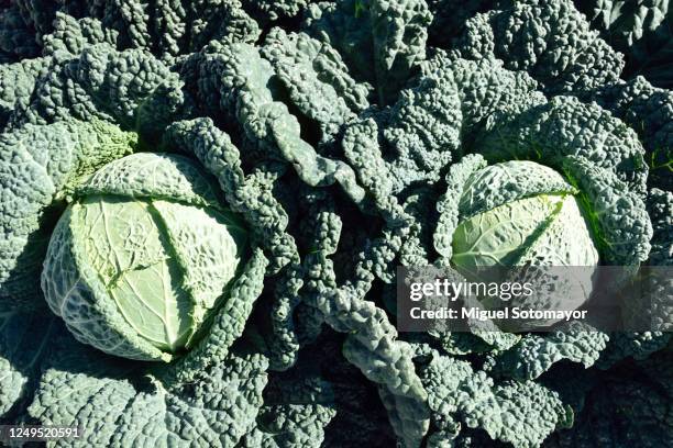 Cavege Green Cabbage Close Up Photos and Premium High Res Pictures - Getty Images