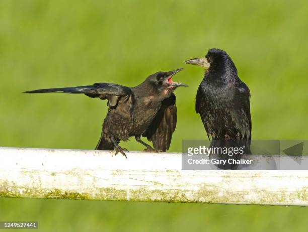 rook [corvus frugilegus] - rook stock pictures, royalty-free photos & images