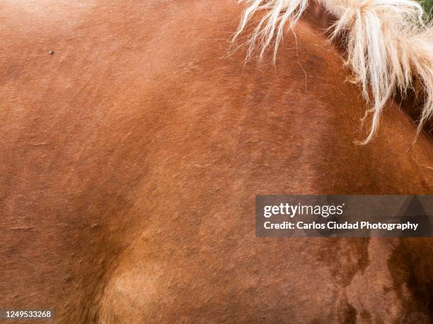 Brown Portrait Backdrop Photos and Premium High Res Pictures - Getty Images