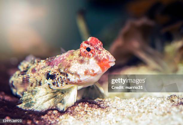 scooter blenny - blenny stock pictures, royalty-free photos & images