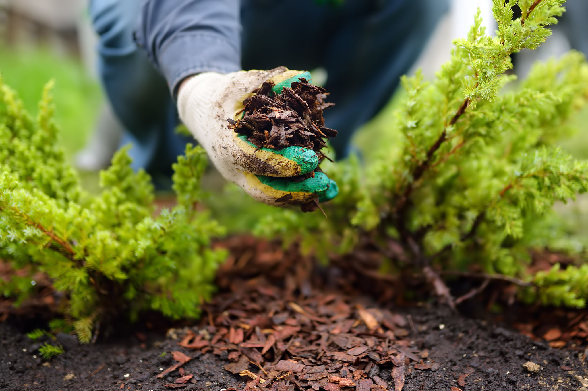 garden preparation