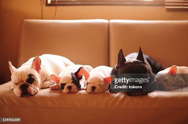 french bulldog family - 法國老虎狗 個照片及圖片檔