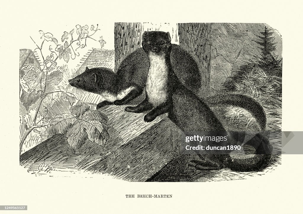 Beech marten (Foina Tuesday)