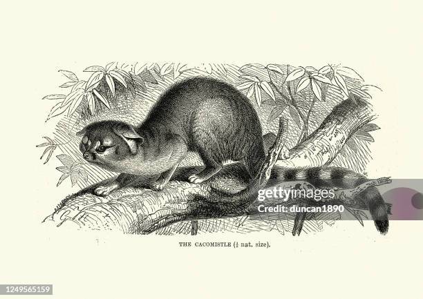 cacomistle (bassariscus sumichrasti) - baumbewohnendes tier stock-grafiken, -clipart, -cartoons und -symbole