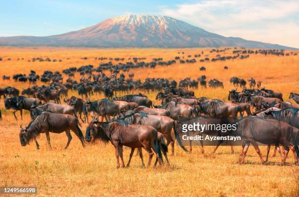 wildebeest herd at wild with mt kilimanjaro - kenia fotografías e imágenes de stock