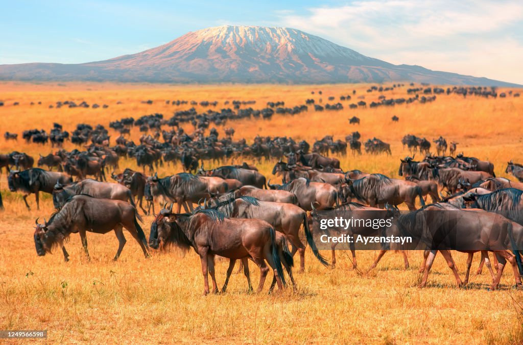 Wildebeest herd at wild with Mt Kilimanjaro