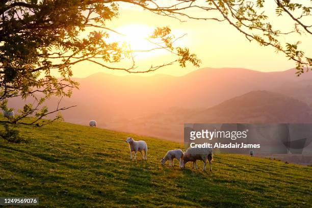 schafe hoch über llangollen - lamb stock-fotos und bilder
