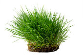 Tuft of lush grass with its roots isolated against white