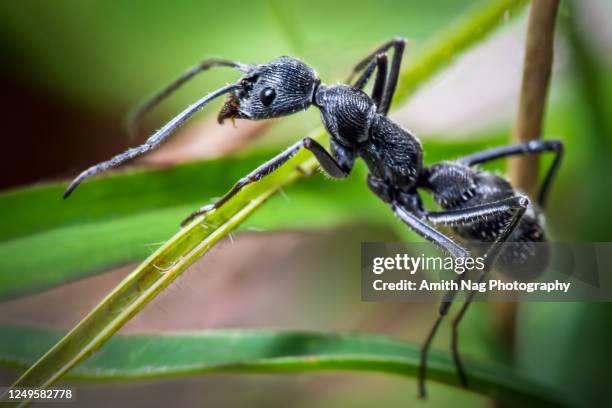 Ant Predating Predator Ant Fotografías e imágenes de stock - Getty Images