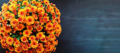 Orange Chrysanthemums over Black Background