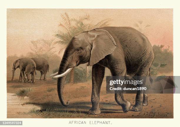 african bush elephant (loxodonta africana) - african elephants stock illustrations