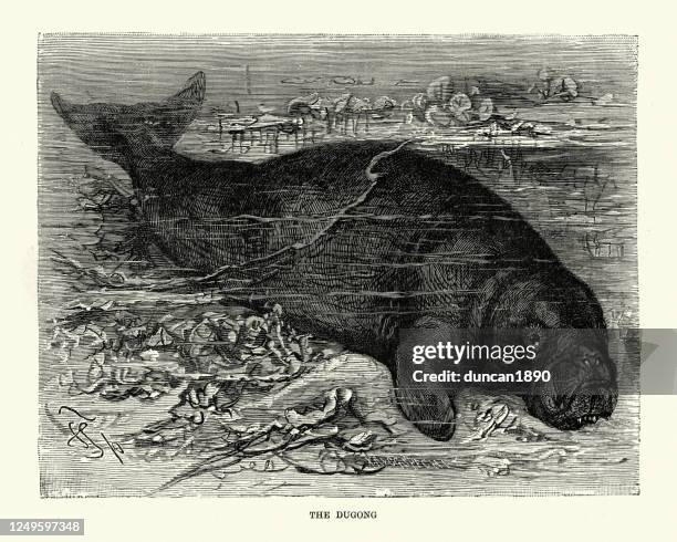 dugong, (dugong dugon) a medium-sized marine mammal - dugong stock illustrations