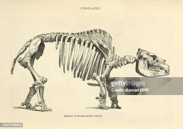 skeleton of a toxodon, extinct genus of south american mammal - toxodon stock illustrations