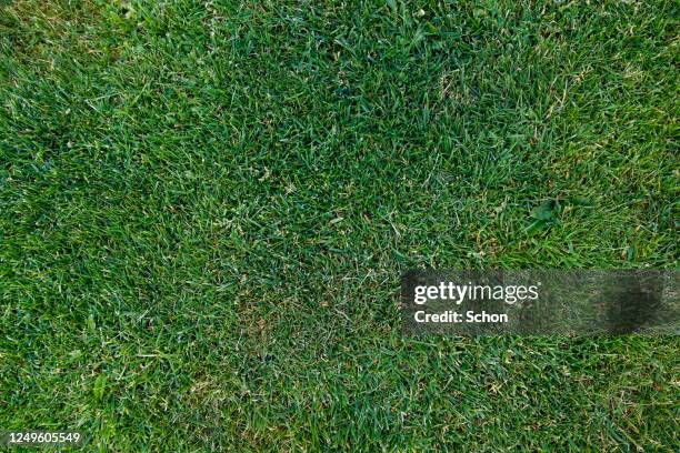 close-up of a freshly cut lawn in the summer in daylight - grass texture fotografías e imágenes de stock