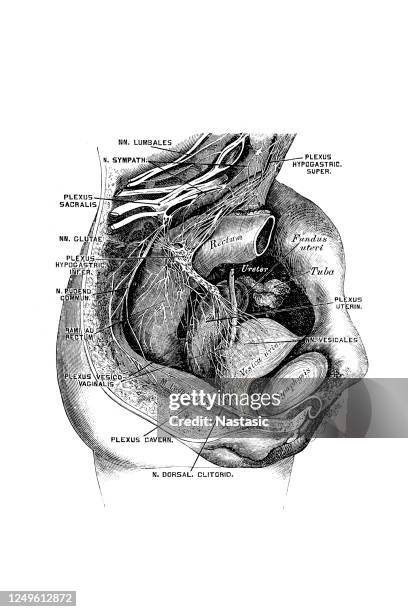Sympathicus D30 Male Vs Female Pelvis Photos and Premium High Res Pictures - Getty Images