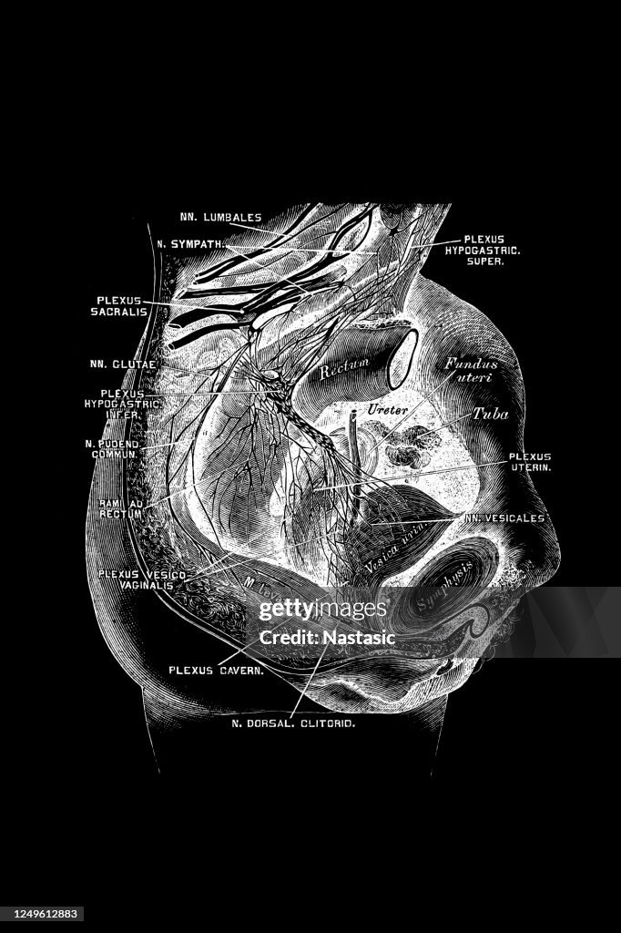 Sympathicus D30 Female Pelvis Nervus Sympathicus High-Res Vector Graphic - Getty Images