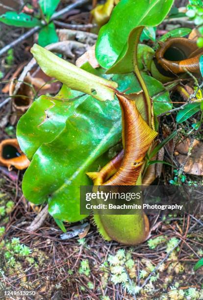 nepenthes veitchii, a carnivorous pitcher plant in maliau basin conservation area, sabah, malaysian borneo - veitchii stock pictures, royalty-free photos & images