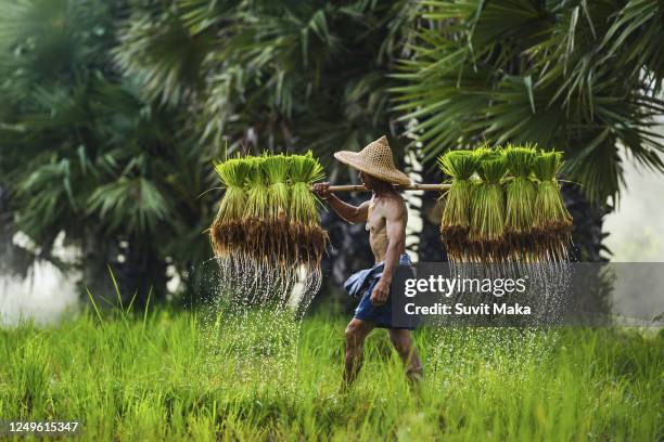 Farmers While Raining Farmer In Rain Photos and Premium High Res Pictures - Getty Images